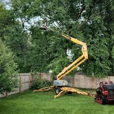 Best Tree and Shrub Care  in Tomahawk, WI