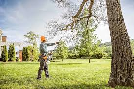 Best Palm Tree Trimming  in Tomahawk, WI