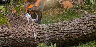 Best Tree Mulching  in Tomahawk, WI