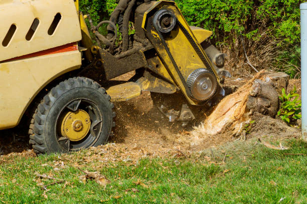 How Our Tree Care Process Works  in  Tomahawk, WI